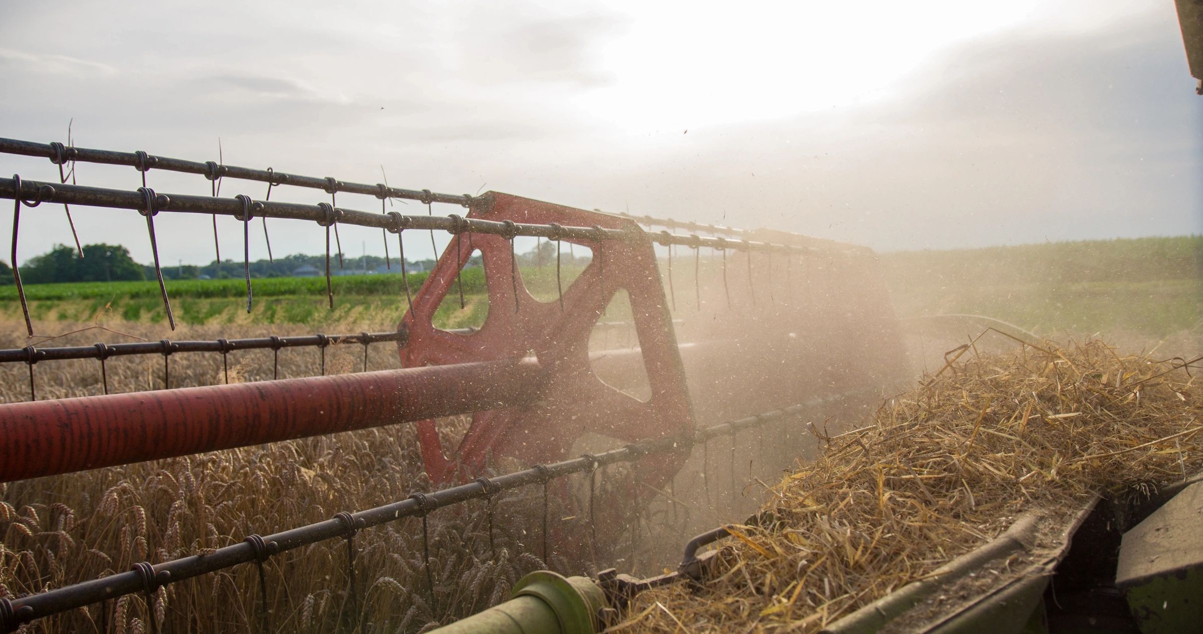 What's the Difference Between Hay and Straw? - Vital Agricultural Products  - Sustainable Secure Food Blog