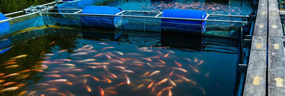 aquaculture in the United States AND HOW THE MANUFACTURING INDUSTRY HELPS